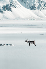 Fototapeta na wymiar Reindeer in the polar snowy place,Iceland