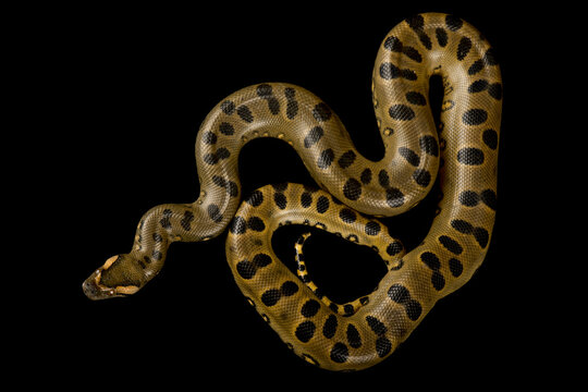 Green anaconda (Eunectes murinus)