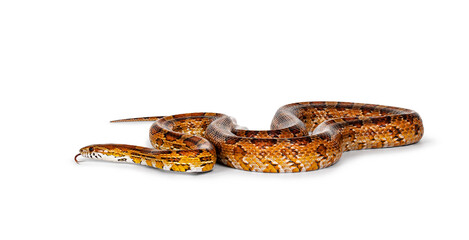 Full lenght shot of normal colored Corn Snake aka Red rat snake or  Pantherophis guttatus. Isolated on a white background.