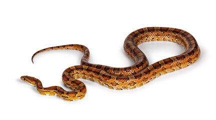 Fototapeta premium Full lenght shot of normal colored Corn Snake aka Red rat snake or Pantherophis guttatus. Isolated on a white background.