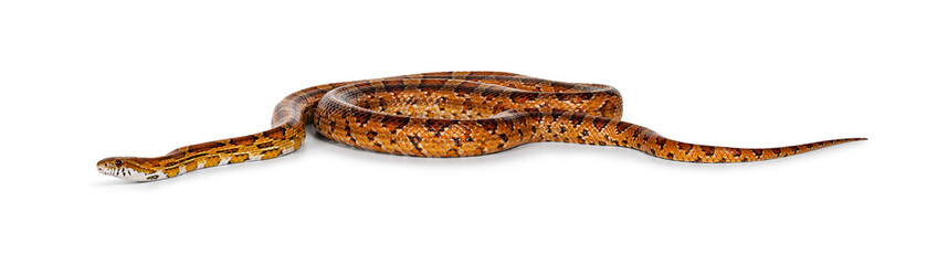 Full lenght shot of normal colored Corn Snake aka Red rat snake or  Pantherophis guttatus. Isolated...