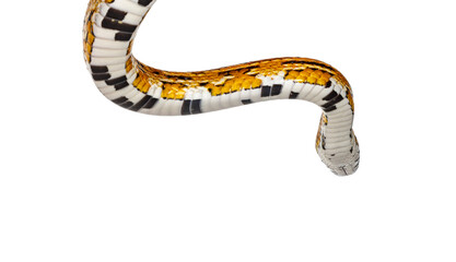 Head shot of normal colored Corn Snake aka Red rat snake or  Pantherophis guttatus. Isolated on a white background.