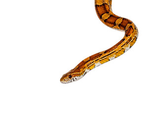 Head shot of normal colored Corn Snake aka Red rat snake or  Pantherophis guttatus. Isolated on a...