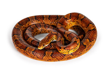 Full lenght shot of normal colored Corn Snake aka Red rat snake or  Pantherophis guttatus. Isolated on a white background.