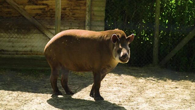 Endangered animal that looks like a pig called tapir standing on one spot looking in a camera wide shot slow motion bi ears nobody around sunny vibrant colours
