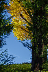 Obraz premium セコイヤの木とイチョウの木