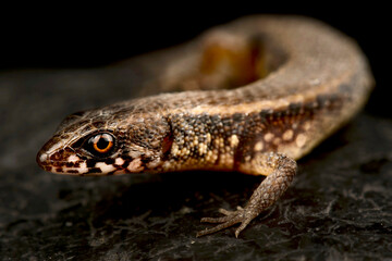 Muller’s Tegu (Loxopholis percarinatum)