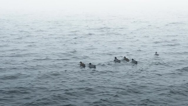 Many ducks swimming in baltic sea against foggy sky