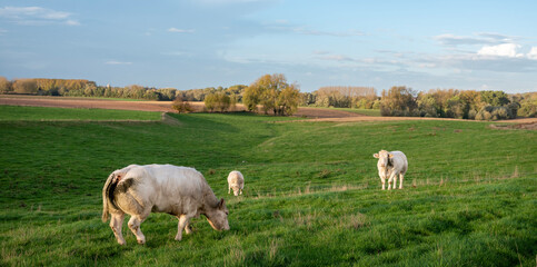 beef cows in countryside between brussels and charleroi in belgium