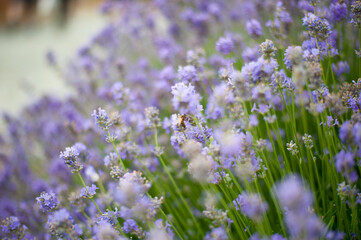 Obraz premium bush of lavender in the spring garden