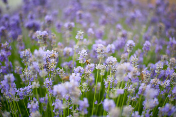 bush of lavender in the spring garden