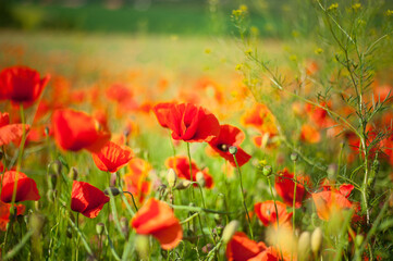 Fototapeta premium field of poppies on a fresh spring summer in the morning