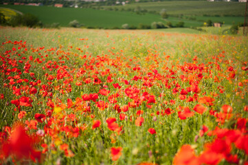 field of poppies on a fresh spring summer in the morning