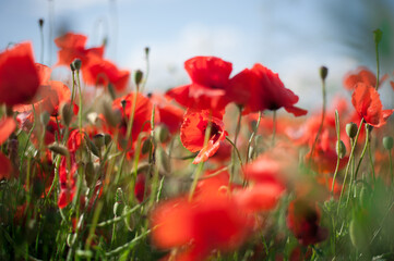 field of poppies on a fresh spring summer in the morning