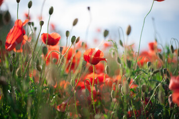Naklejka premium field of poppies on a fresh spring summer in the morning