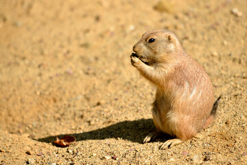 Closeup black-tailed Prairie Dog (Cynomys ludovicianus) eating