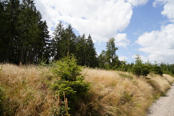 Obraz premium conifers as a reforestation in the woods