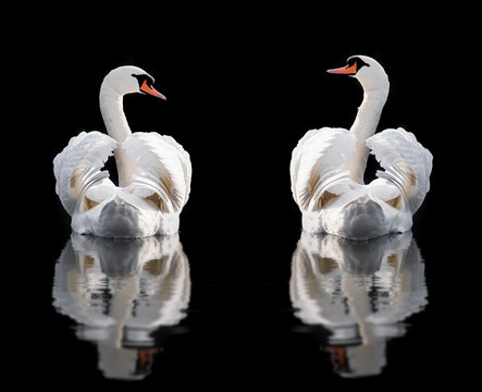 Two mute swans wings busking Norfolk