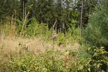 Forest dieback due to climate change, drought and storms and deforestation