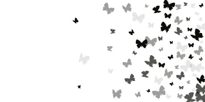 Magic black butterflies isolated vector background. Spring pretty moths. Fancy butterflies isolated dreamy illustration. Tender wings insects patten. Fragile beings.
