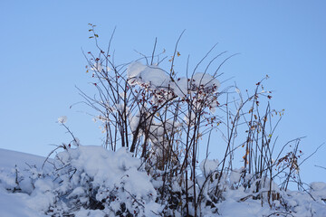 Fototapeta na wymiar Winter: snow covered bush in the Alps