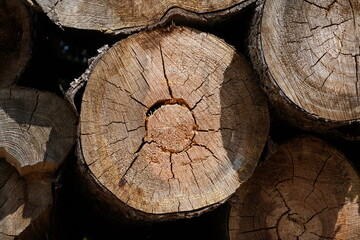 Naklejka premium Diseased trees in the forest cut down for firewood