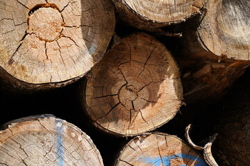 Diseased trees in the forest cut down for firewood