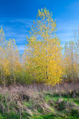 Fototapeta premium Poplar tree (latin name: Populus) in fall colors in recreation area Bentwoud, Netherlands on a sunny day in November
