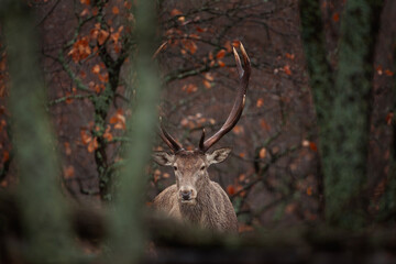 Red deer hides in the bushes. Trophy deer during winter time. The stag stand among the trees. European nature.