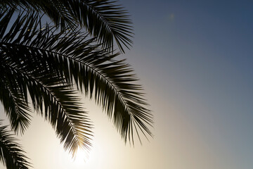 Fototapeta na wymiar Palm leaves at sunset. Silhouettes of tropical palms against the background of the summer evening sky. Relax, rest, vacation concept.