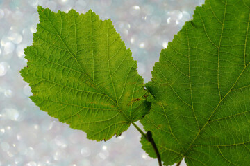 Leaf of a deciduous tree