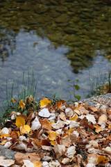 Colorful autumn leaves by the river. Selective focus.
