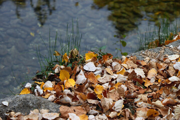 Colorful autumn leaves by the river. Selective focus.