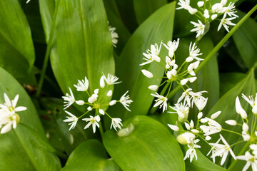 Obraz premium Bärlauch Blätter Blüten