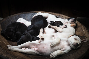 A bowl of puppies