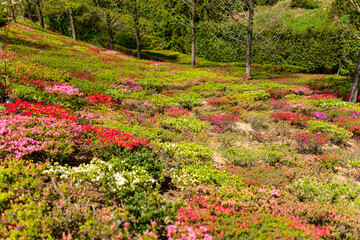 春を感じさせるツツジの花畑「観光名所：長崎県大村市ツツジ園」
Azalea...