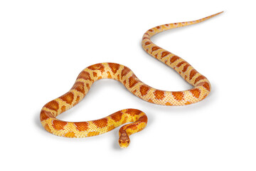 Obraz premium Full lenght shot of Candy Cane morph Corn Snake aka Red rat snake or Pantherophis guttatus. Isolated on a white background.