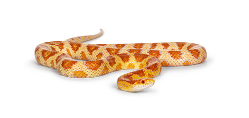 Full lenght shot of Candy Cane morph Corn Snake aka Red rat snake or  Pantherophis guttatus. Isolated on a white background. - obrazy, fototapety, plakaty