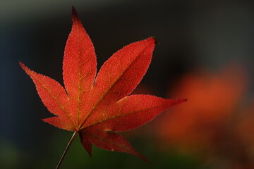 autumn leaves foliage, fall season, nature, environment