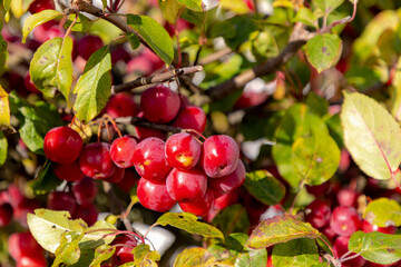 Selective focus red ripe small fruits on the tree in orchard, Malus is a species of small deciduous trees or shrubs in the family Rosaceae, Malus baccata or Siberian crab apple, Naute background. - obrazy, fototapety, plakaty