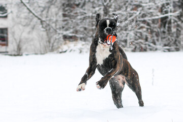 Beautiful boxer dog is playing with a ball 