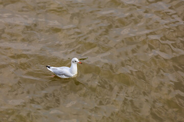 Seagull in a pond or river. Selective focus with blurred background and copy space