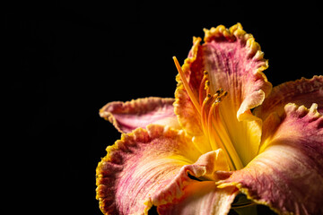 Fototapeta na wymiar Day lily (Hemerocallis), close up of the flower head