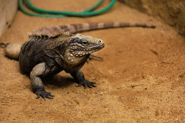 Iguana. Background with selective focus and copy space