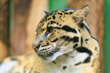 Fototapeta premium leopard close up. Background with selective focus and copy space