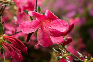 Oleander