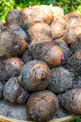 Close-up of a pile of fresh large taro at the harvest festival