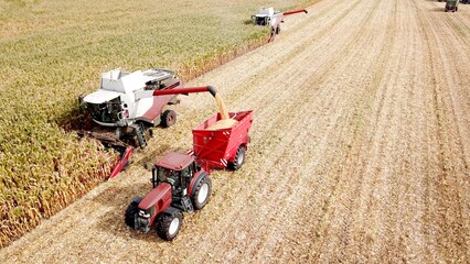 two Maize chopper, forage harvester and tractor harvesting maize on a field, agriculture from a...