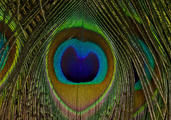 Peacock feather close up. Feather isolated.
