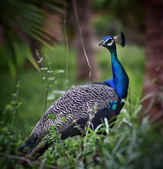 Deurstickers Captured peacock in my home town Tamilnadu, India.  © Karthik